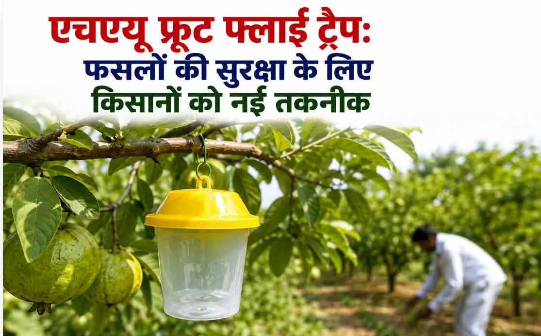 Agricultural News: एचएयू का फ्रूट फ्लाई ट्रैप: फल व सब्जियों को कीटों से बचाने की असरदार तकनीक