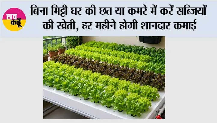 Hydroponic Farming: बिना मिट्टी घर की छत या कमरे में करें सब्जियों की खेती, हर महीने होगी शानदार कमाई