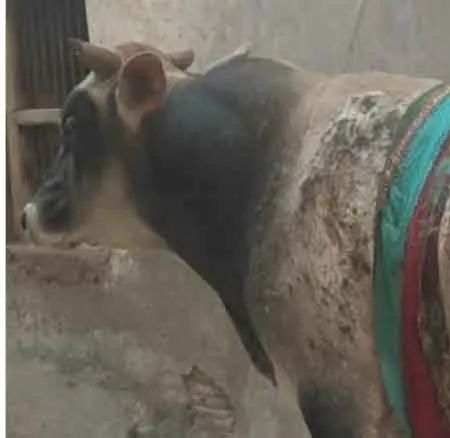 संदिग्ध परिस्थितियों में झुलसा गोवंश, लोगो में रोष
