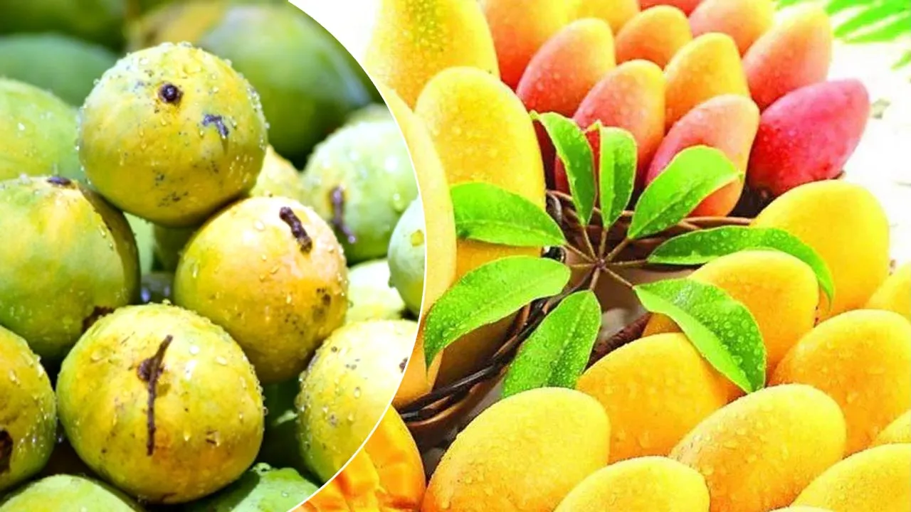 Aam Mahotsav: लखनऊ में सजेगा उत्तर प्रदेश आम महोत्सव, सीएम योगी करेंगे शुभारंभ