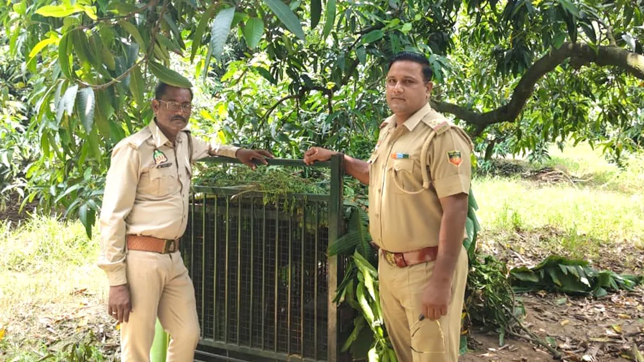 मीरापुर क्षेत्र में तेंदुए की दस्तक से ग्रामीणों में दहशत, खेड़ी सराय में लगाया गया पिंजरा