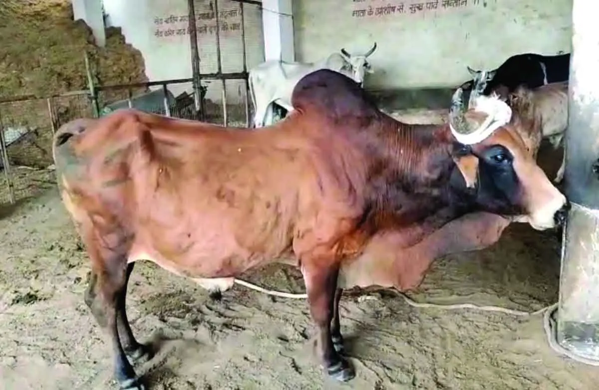 Nandi-Attacked