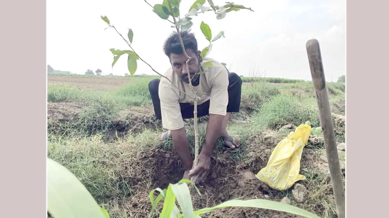 एक साथ छूटा पत्नी और नवजात का साथ, यादों को संजोने के लिए लगाया फलदार पौधा