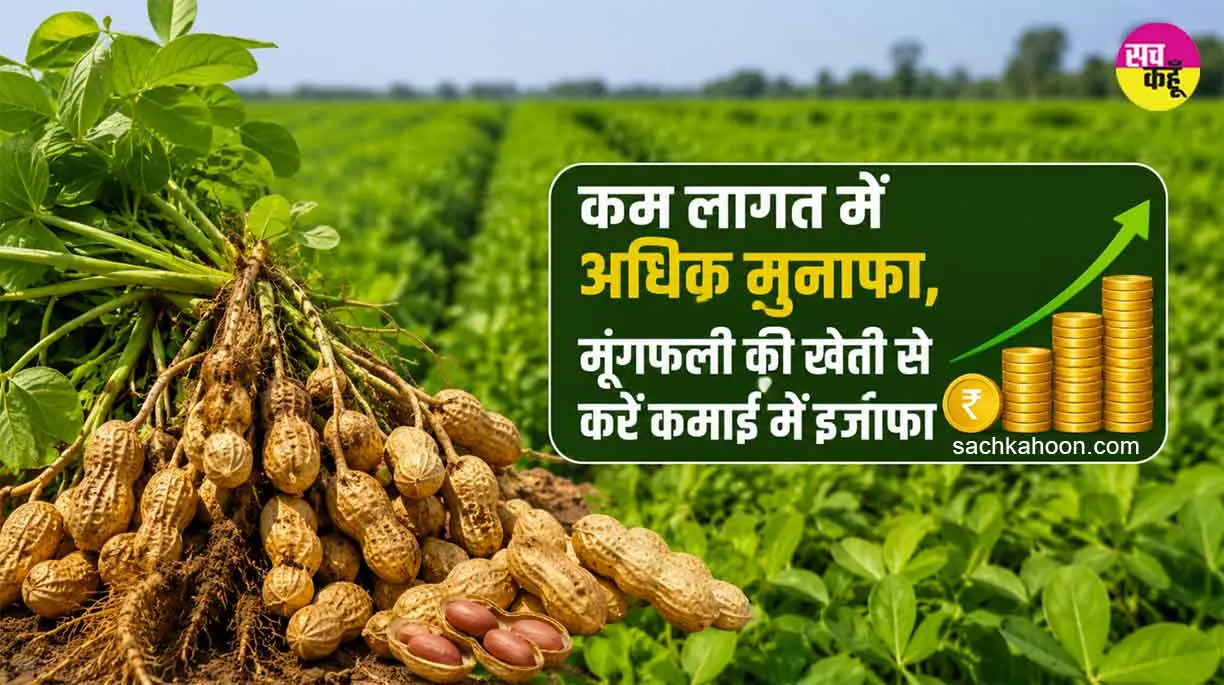 Groundnut Farming: वैज्ञानिक तरीके से करें मूंगफली की खेती, बढ़ाएं मुनाफा