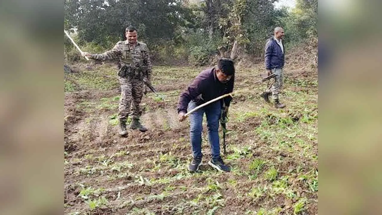 Illegal Opium Farming: अफीम की खेती मामले में 77 मामले दर्ज, 48 आरोपी गिरफ्तार