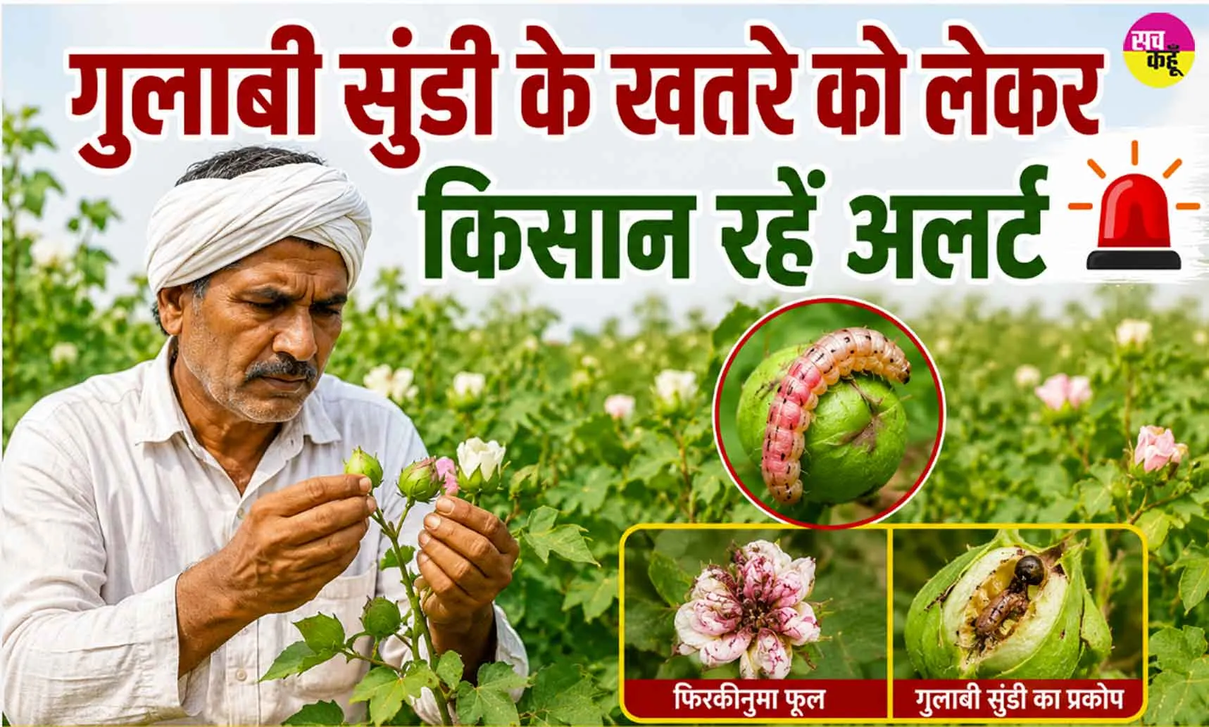 Agriculture News: गुलाबी सुंडी के खतरे को लेकर कृषि विभाग ने किसानों को किया अलर्ट, जारी की एडवाइजरी
