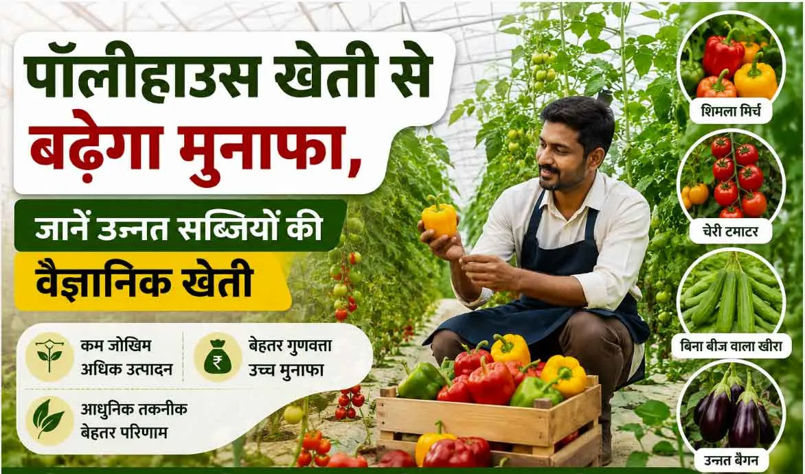 Agricultural News: पॉलीहाउस खेती से बढ़ाएं मुनाफा जानें शिमला मिर्च, चेरी टमाटर और बिना बीज वाले खीरे की उन्नत खेती