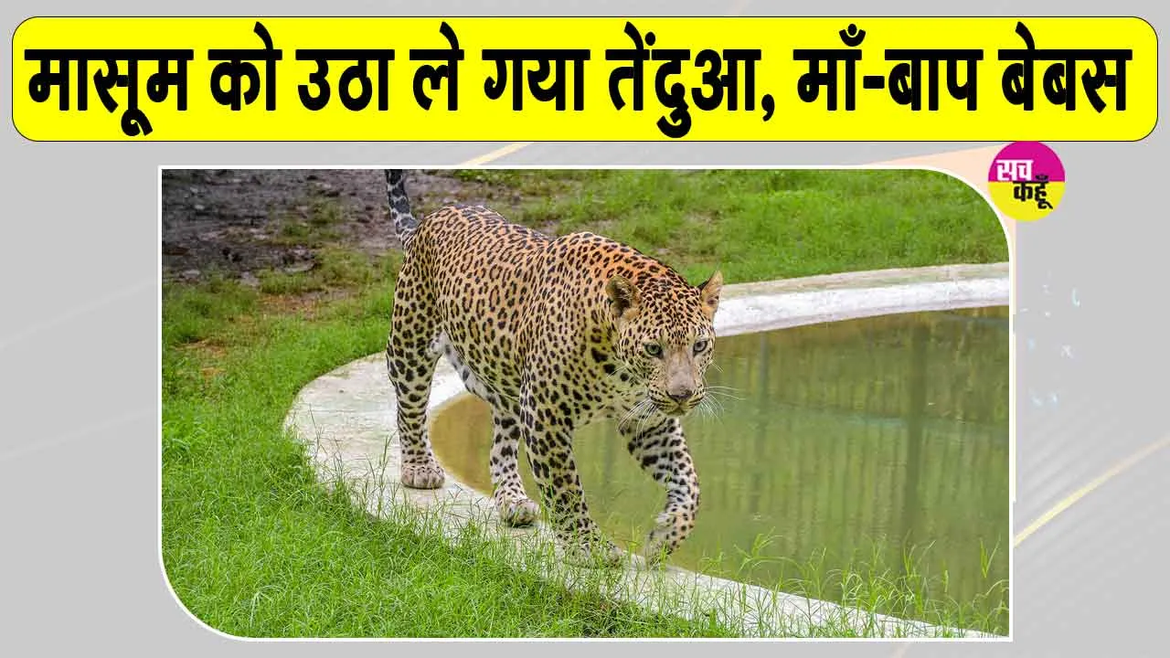 Leopard News: तेंदुए का आतंक! माँ-बाप के सामने से 5 वर्ष की मासूम को उठा ले गया तेंदुआ