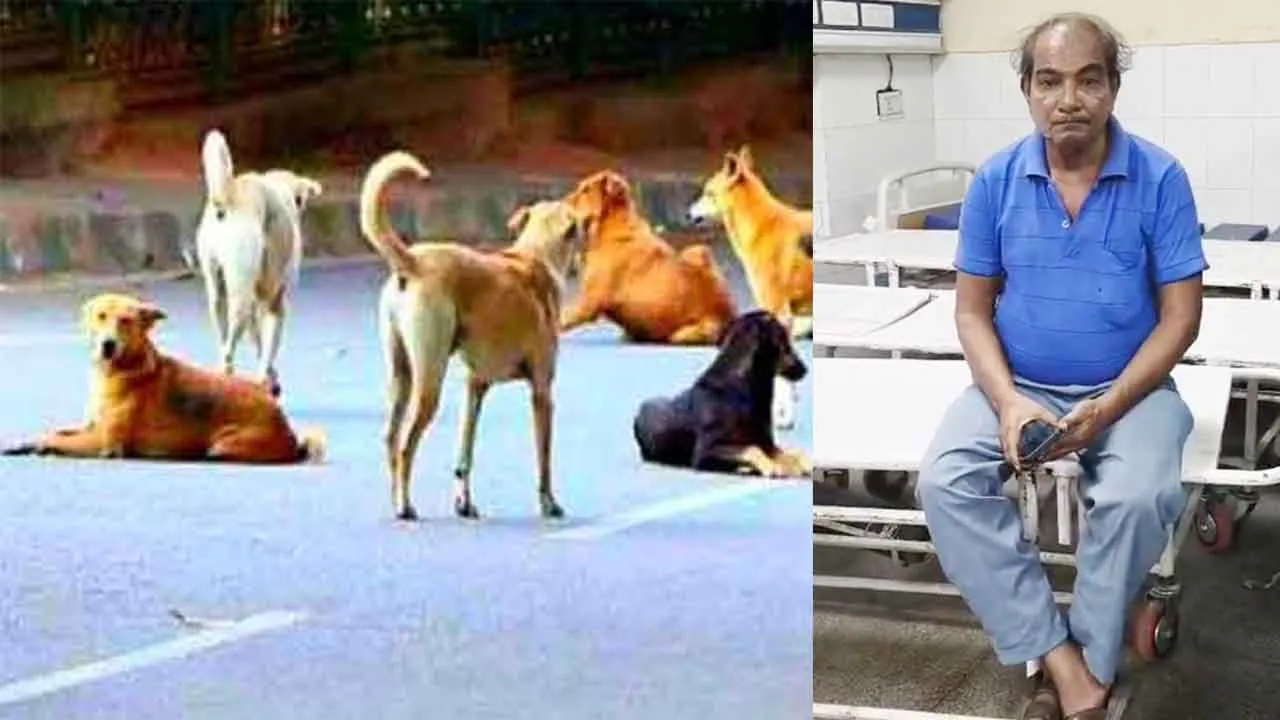Stray Dogs Menace: आवारा कुत्तों के आतंक से सहमे शहरवासी, रोजाना 20-25 लोग हो रहे शिकार