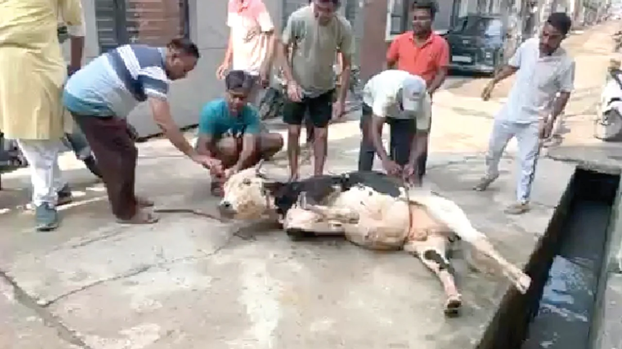 नाले में फंसे गोवंश को डेरा श्रद्धालुओं ने घंटेभर के अभियान के बाद बचाया