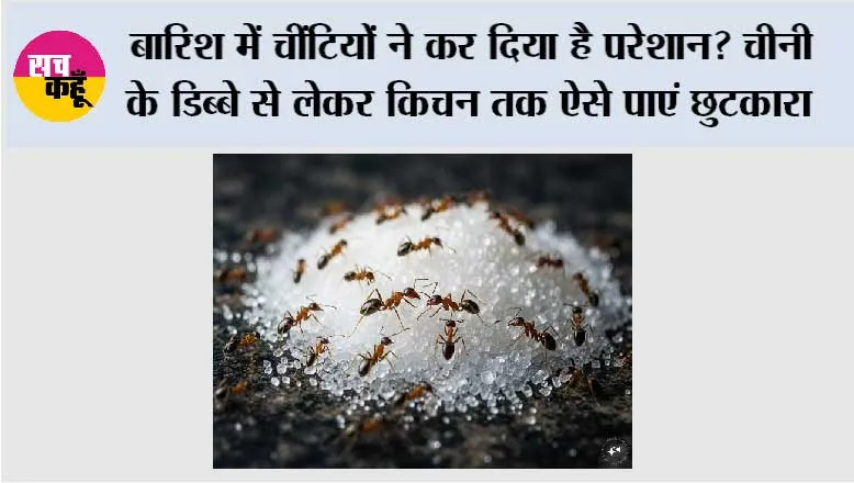 Ants In Sugar Container: बारिश में चींटियों ने कर दिया है परेशान? चीनी के डिब्बे से लेकर किचन तक ऐसे पाएं छुटकारा