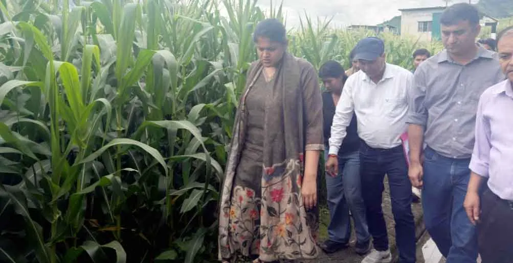 Sweet Corn Farming: टिहरी में ‘कॉर्न विलेज’ मॉडल से खेती को नई उड़ान, स्वीट कॉर्न से किसानों की बढ़ेगी आमदनी