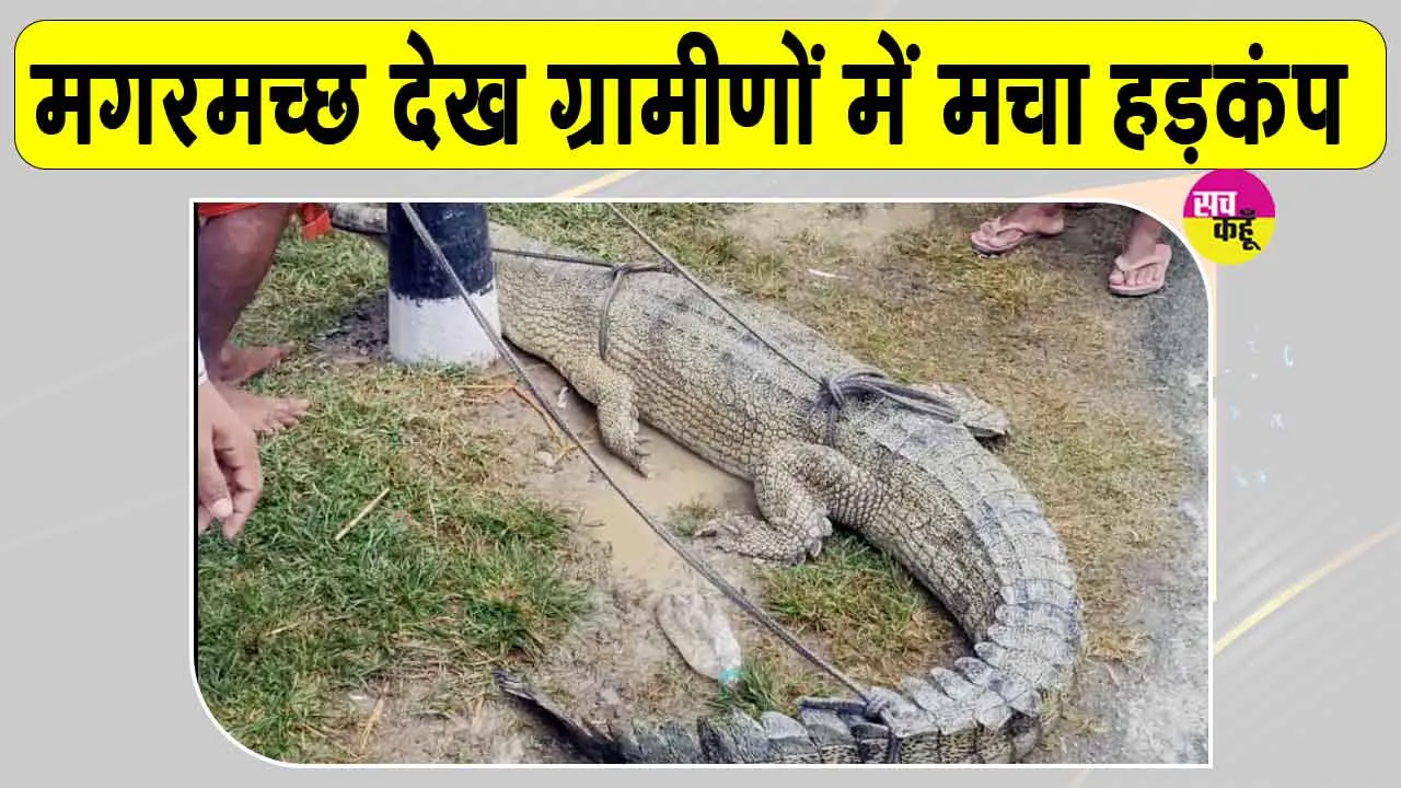 Crocodile News: ग्रामीणों को दिखा मगरमच्छ, मची हलचल; वन विभाग को दी गई सूचना