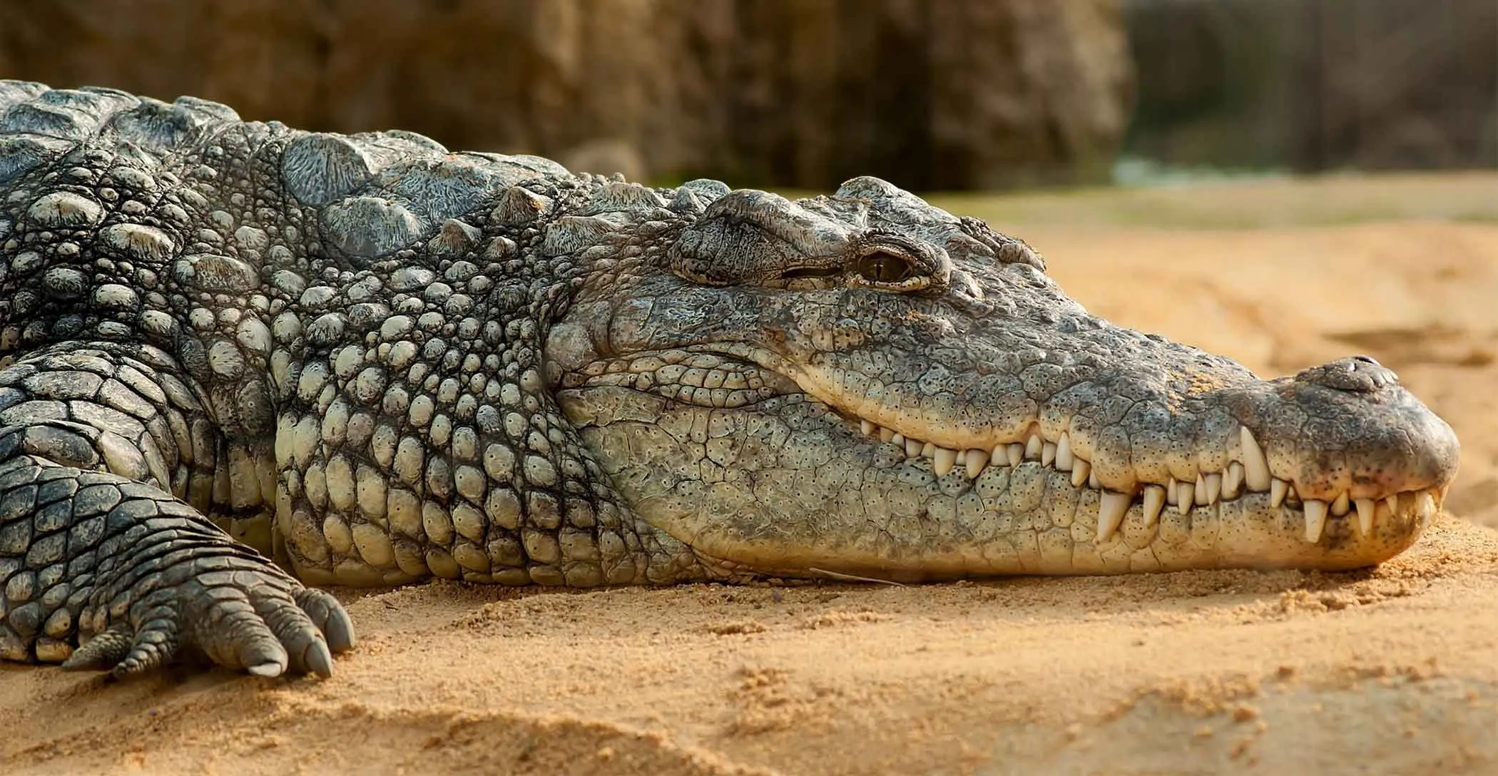 Crocodile News: कैंप में घुसा छह फीट लंबा मगरमच्छ, मची अफरा-तफरी