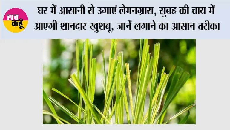 घर में आसानी से उगाएं लेमनग्रास, सुबह की चाय में आएगी शानदार खुशबू, जानें लगाने का आसान तरीका