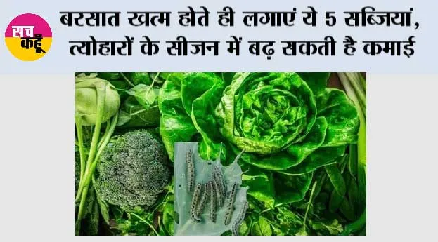 Farming Tips: बरसात खत्म होते ही लगाएं ये 5 सब्जियां, त्योहारों के सीजन में बढ़ सकती है कमाई