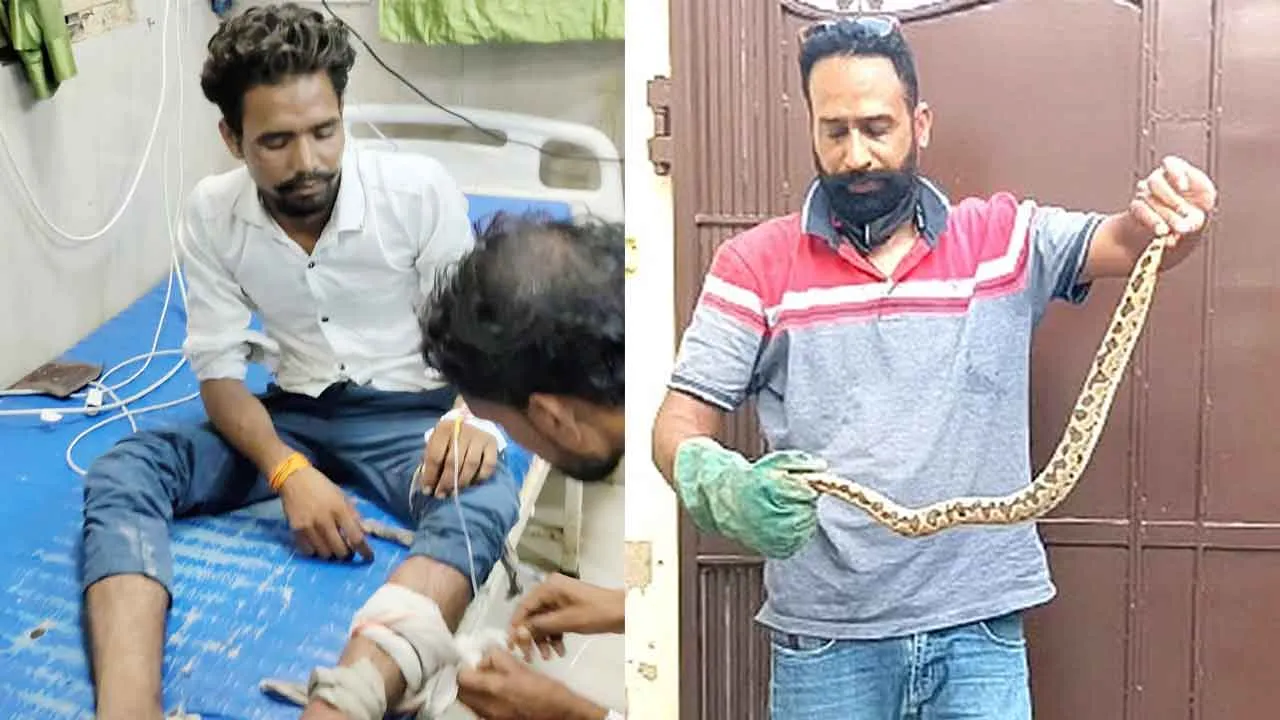 Farrukhabad Snakebite: युवक को सांप ने डसा तो जिंदा सांप लेकर अस्पताल पहुंचा दोस्त, अस्तपाल में हड़कंप