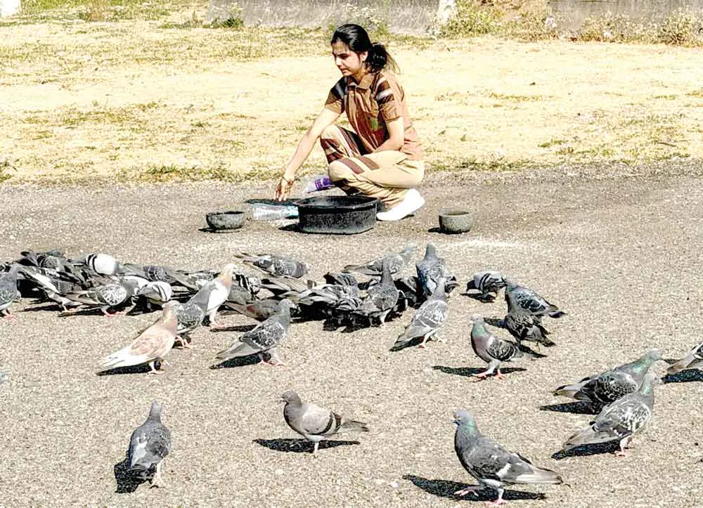 Kaboota-Daana
