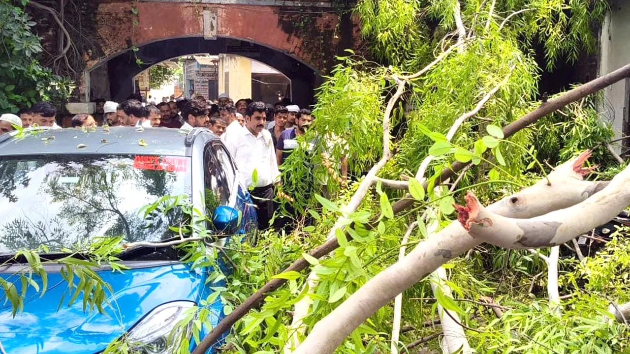 कोर्ट परिसर में गिरा यूकेलिप्टस का पेड़, कार व बाइकें क्षतिग्रस्त
