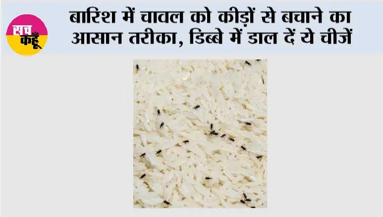 Keep Rice Safe From Insects: बारिश में चावल को कीड़ों से बचाने का आसान तरीका, डिब्बे में डाल दें ये चीजें