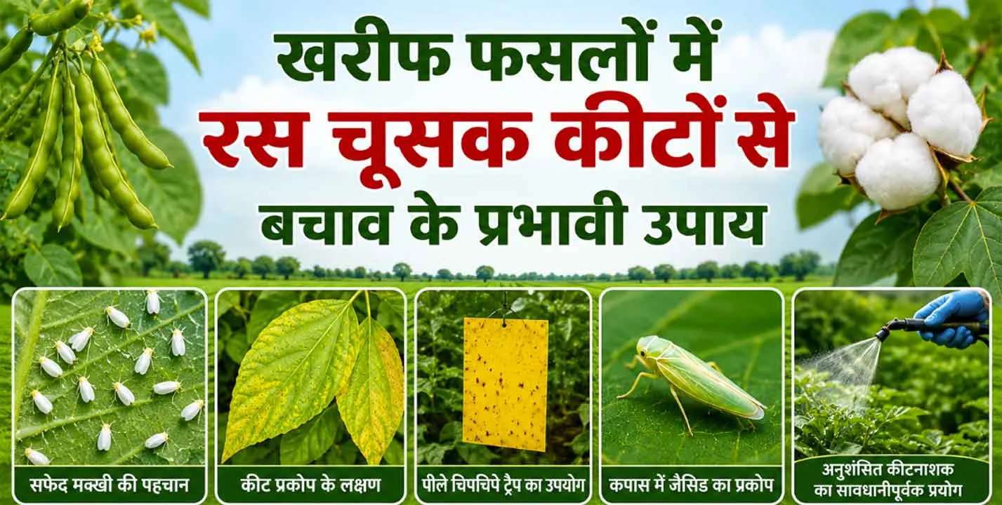 Agriculture News: खरीफ फसलों में बढ़ा रस चूसक कीटों का खतरा, जानें बचाव के प्रभावी उपाय