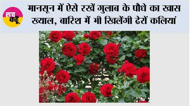 Rose Plant: मानसून में ऐसे रखें गुलाब के पौधे का खास ख्याल, बारिश में भी खिलेंगी ढेरों कलियां
