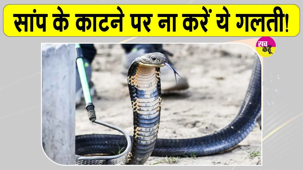 Snake News: मानसून में सांप के काटने का खतरा ज्यादा, सांप के काटने पर पहला 1 घंटा अहम