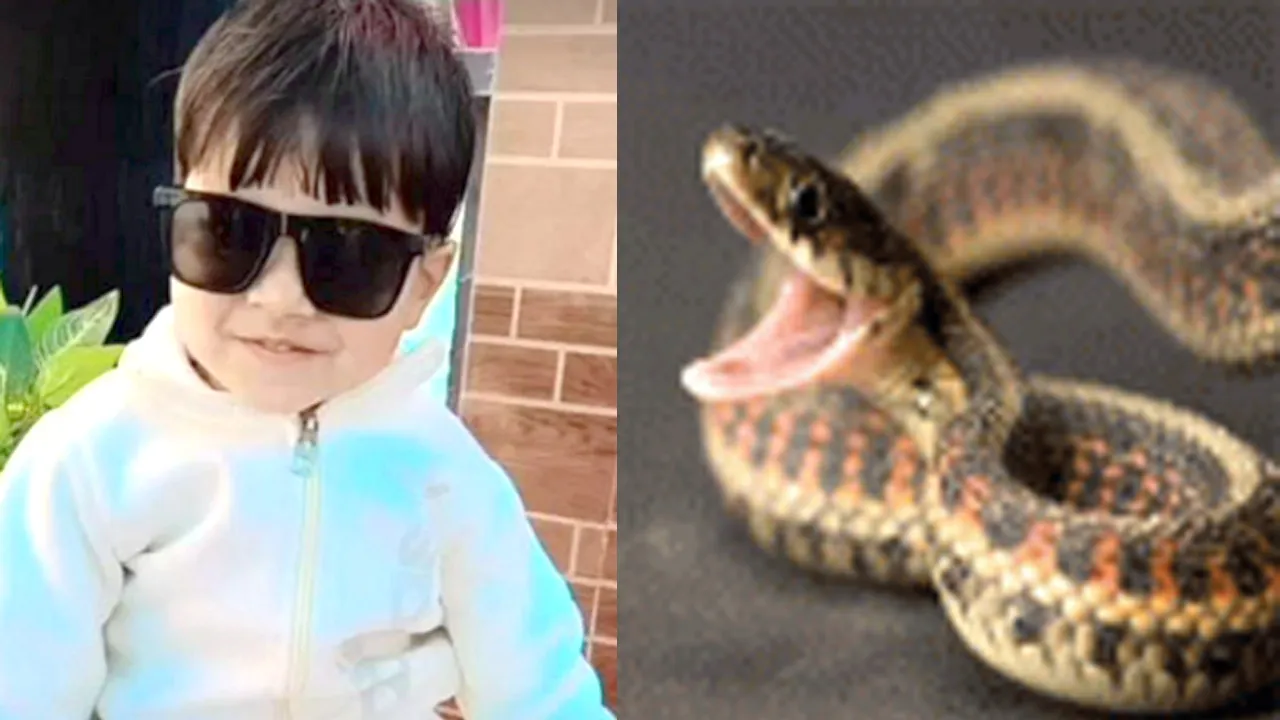 Snake Bite News