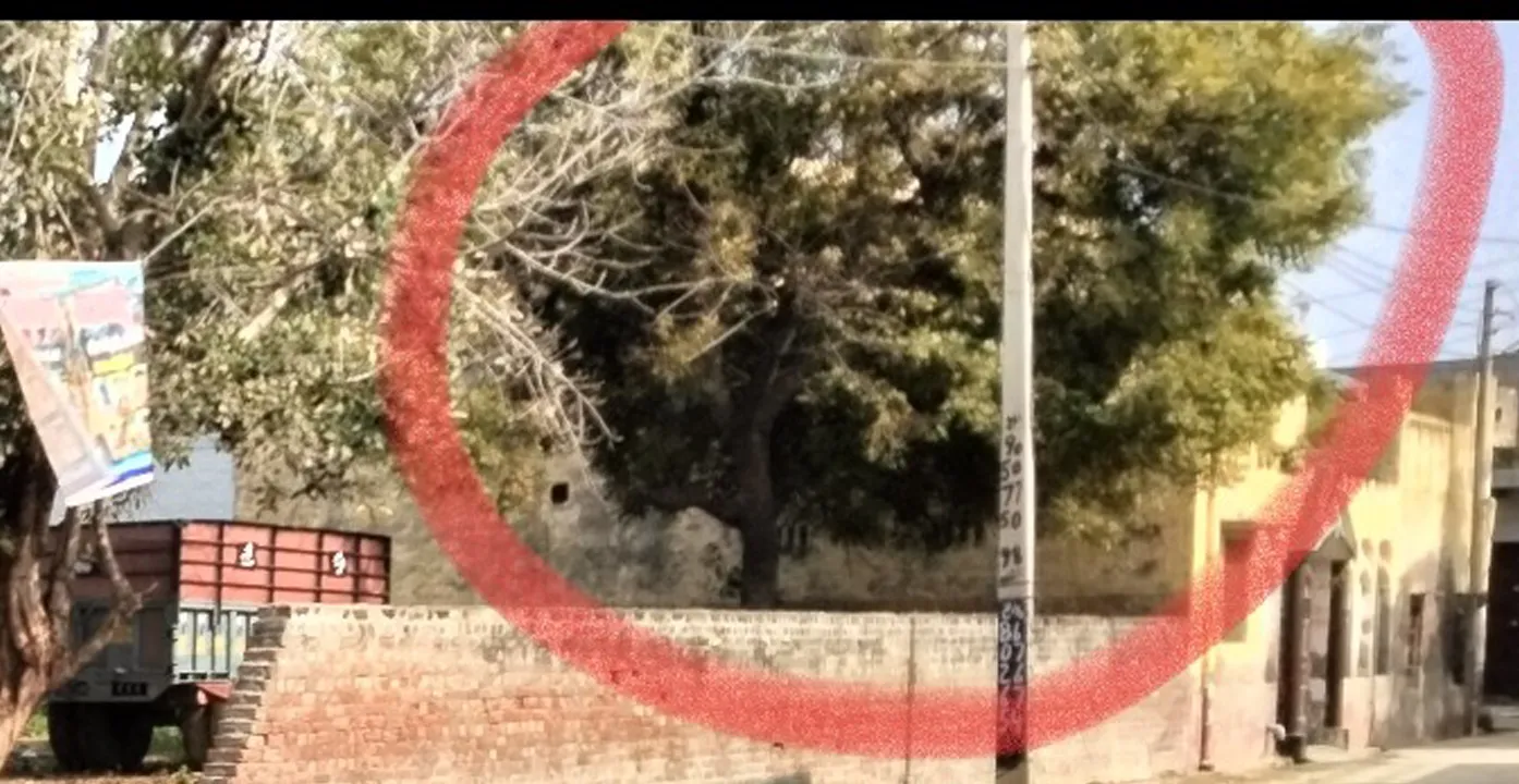 Environment: पंचायत जमीन पर लगे 25 साल पुराने 2 पेड़ काटे, जांच की मांग