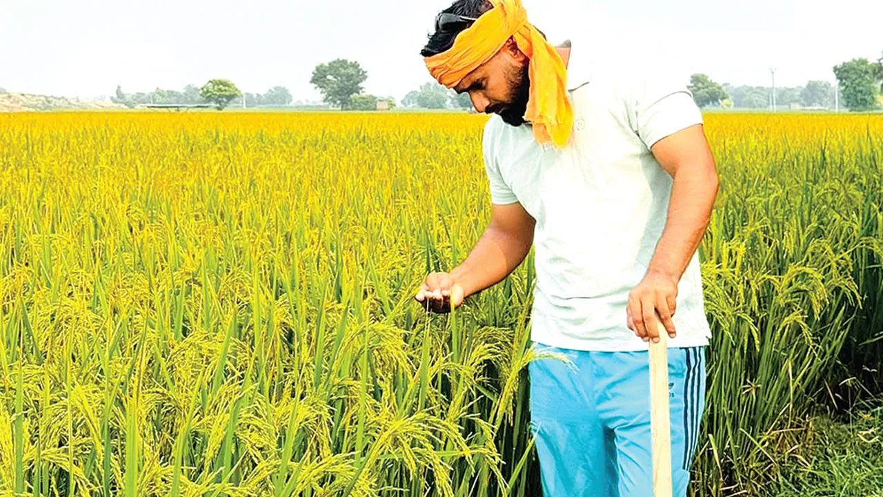 Paddy Stubble: दुन्नेवाला का सुखराज सिंह 21 एकड़ रकबे में धान की पराली का बिना आग लगाए कर रहा प्रबंधन
