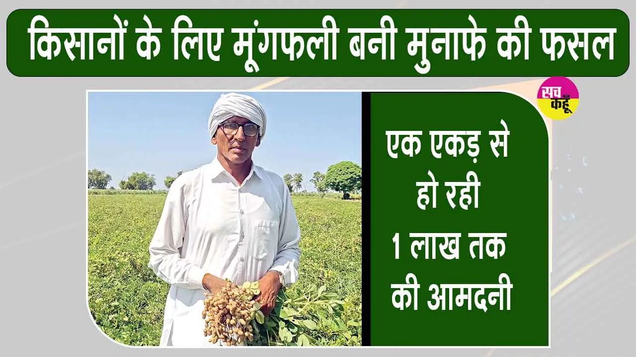 Groundnut farming: मूंगफली की खेती में अच्छी पैदावार व अच्छे भाव मिलने से खिले किसानों के चेहरे