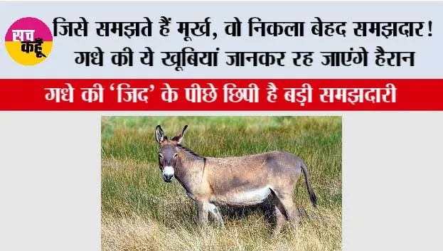 Donkey Intelligence: जिसे समझते हैं मूर्ख, वो निकला बेहद समझदार! गधे की ये खूबियां जानकर रह जाएंगे हैरान