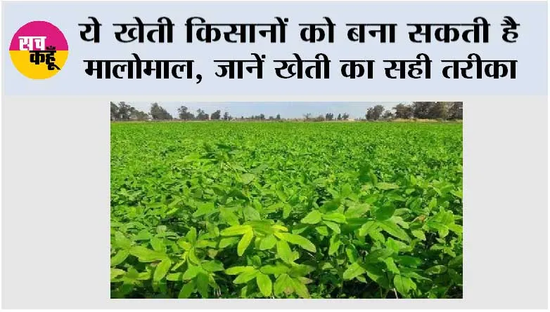 Farming Tips: ये खेती किसानों को बना सकती है मालोमाल, जानें खेती का सही तरीका