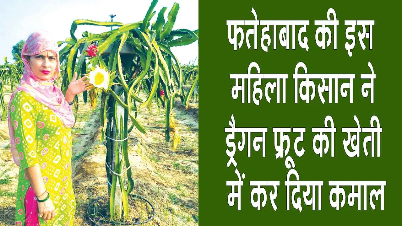 Dragon Fruit Farming: फतेहाबाद की इस महिला ने ड्रैगन फ्रूट की खेती से बदली खेती की तस्वीर, सीएम व कृषि मंत्री करेंगे सम्मानित