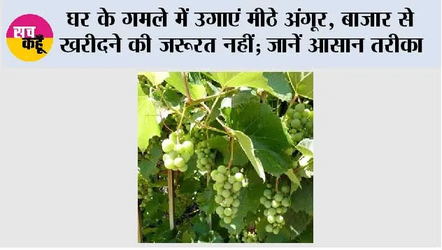 Gardening Tips: घर के गमले में उगाएं मीठे अंगूर, बाजार से खरीदने की जरूरत नहीं; जानें आसान तरीका