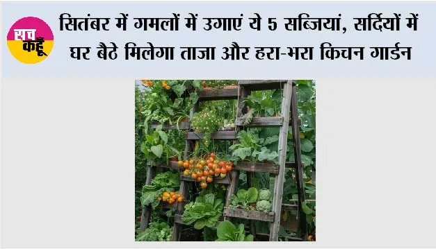 Gardening Tips: सितंबर में गमलों में उगाएं ये 5 सब्जियां, सर्दियों में घर बैठे मिलेगा ताजा और हरा-भरा किचन गार्डन