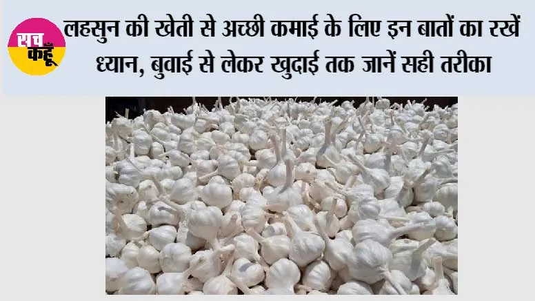 Garlic Farming: लहसुन की खेती से अच्छी कमाई के लिए इन बातों का रखें ध्यान, बुवाई से लेकर खुदाई तक जानें सही तरीका