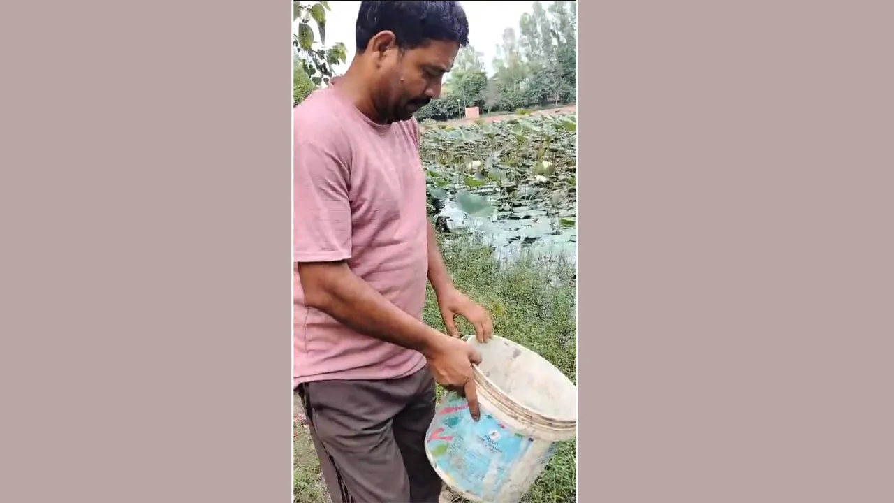 Kachhua: नाले में तैरता मिला दुर्लभ कछुआ, सभासद ने रेस्क्यू कर तालाब में छोड़ा
