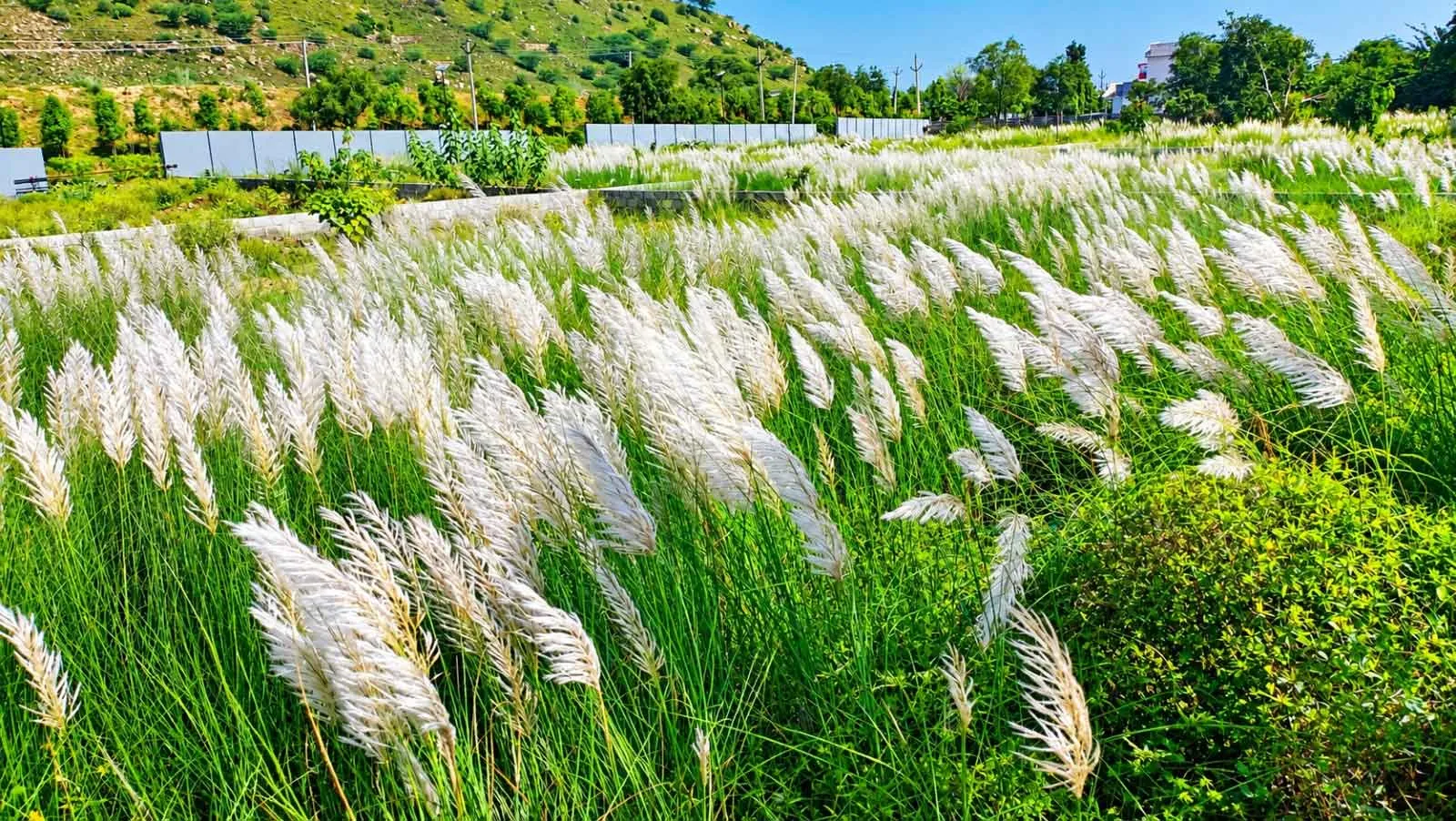 Kans Flowers Beauty: जयपुर-कूकस रोड पर खिला कांस, दिया बारिश की विदाई का संदेश