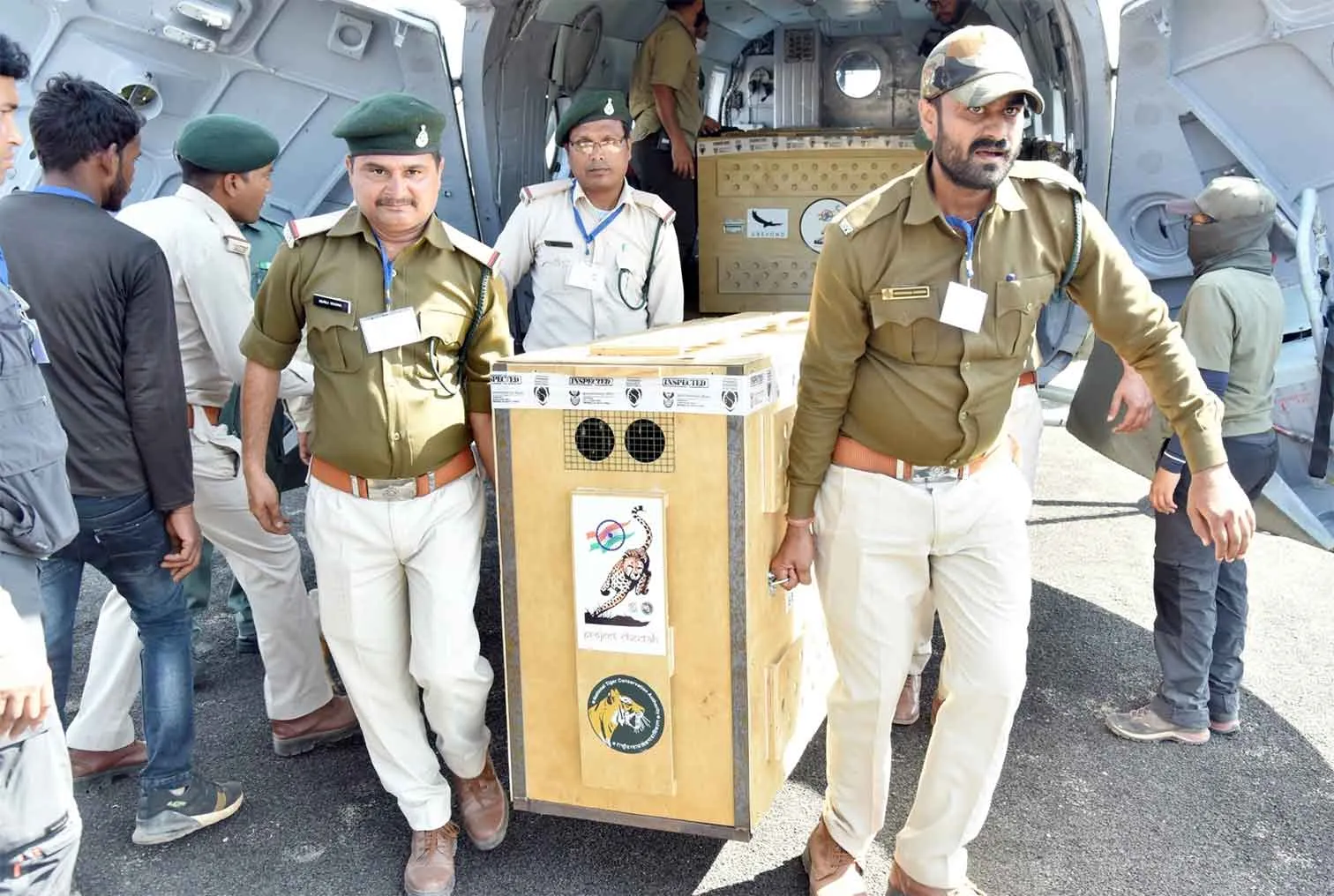 Cheetah KGP12: भारत में जन्मी 'केजीपी-12' ने चार चीतों को दिया जन्म 