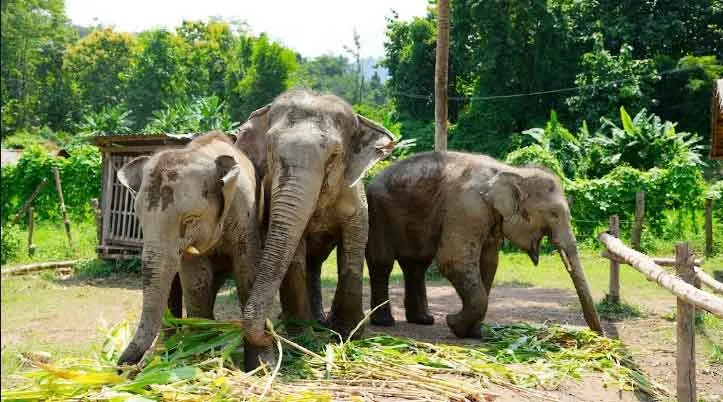 Laos Elephant Conservation: लाओस में हाथियों के इलाज और संरक्षण की नई पहल
