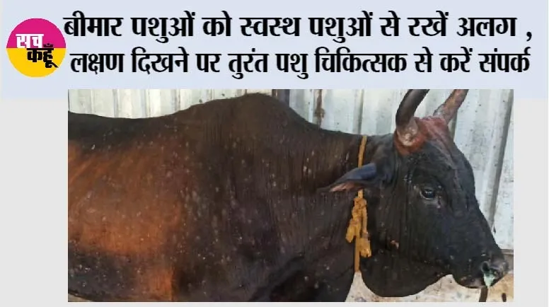 Lumpy Skin Disease: बीमार पशुओं को स्वस्थ पशुओं से रखें अलग, लक्षण दिखने पर तुरंत पशु चिकित्सक से करें संपर्क 
