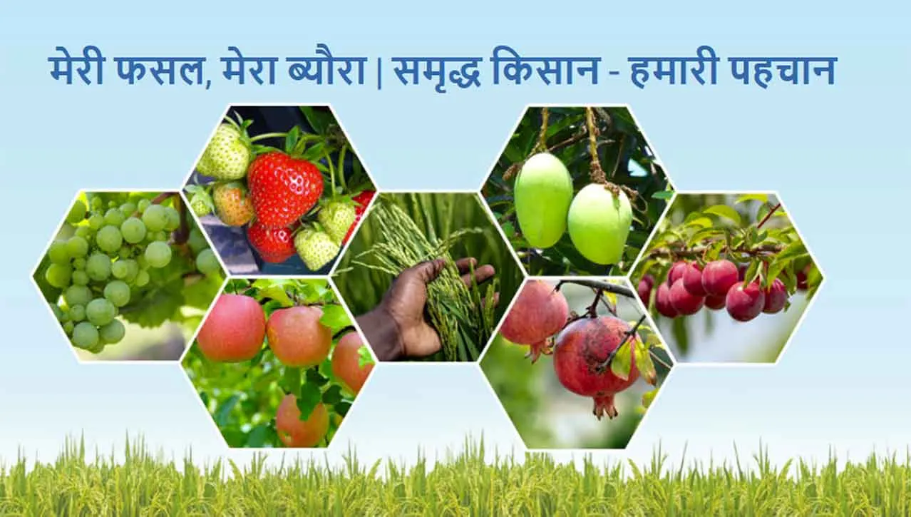 मेरी फसल-मेरा ब्यौरा पर पंजीकरण करवाने का समय खत्म, अभी भी  बड़ी संख्या में ऑनलाइन एंट्री बाकी 