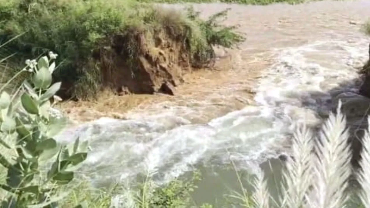 Sheranwali River: दड़बा कलां के पास शेरांवाली नहर टूटी, 25 एकड़ धान की फसल में जलभराव