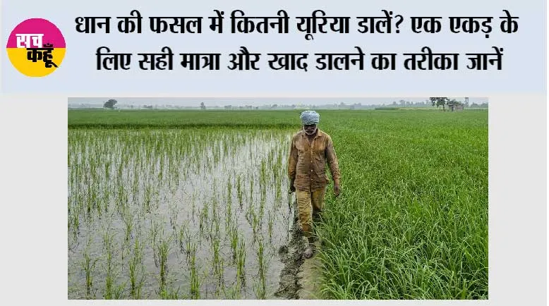 Paddy Farming: धान की फसल में कितनी यूरिया डालें? एक एकड़ के लिए सही मात्रा और खाद डालने का तरीका जानें
