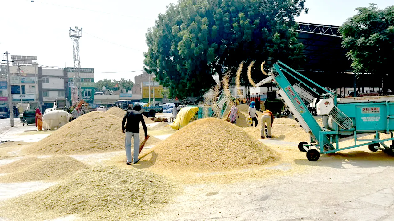 Paddy Procurement: धान खरीद शुरु होते ही अटकी, मंडियों में व्यवस्था ठप