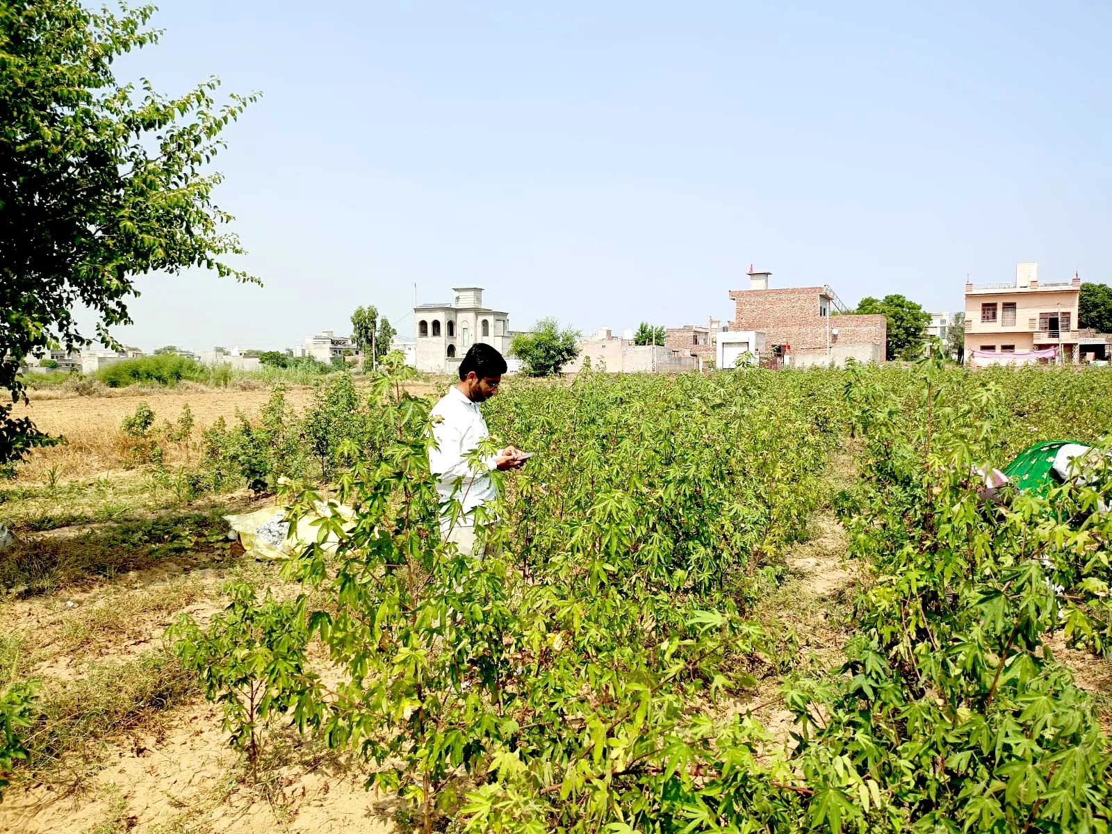 Crop Verification: फसल सत्यापन अभियान की रफ्तार धीमी, तीन दिनों में सिर्फ 55.50 हजार की जांच
