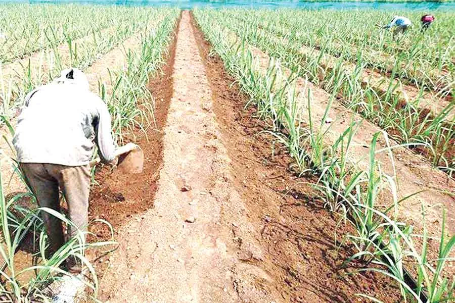 Sugarcane Farming: गन्ने के साथ सब्जियां और मसाला फसलें उगाएं