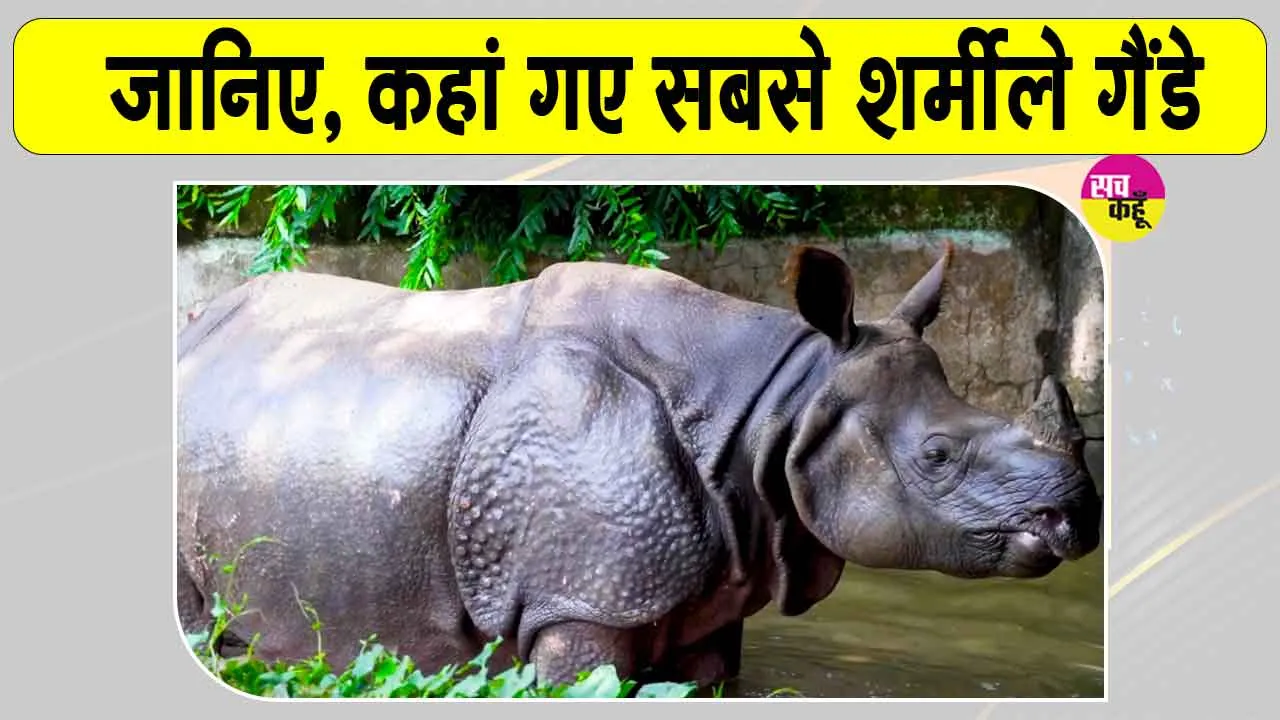 World Rhino Day 2026: गैंडों की अनोखी दुनिया, सबसे शर्मीली प्रजाति 'सुमात्राई' हो रही विलुप्त