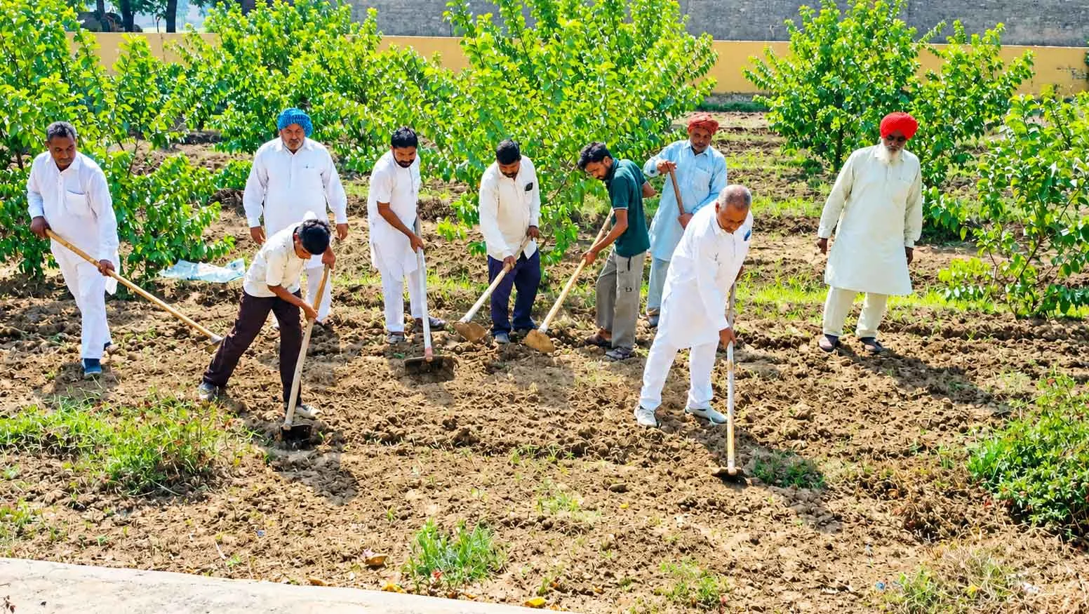 मानवता भलाई केंद्र मौज-मस्तपुरा धाम में साध संगत ने दिया कृषि कार्य में योगदान